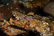 Cymbacephalus beauforti poisson crocodile-Tomia table coral-5m-20180525-Denis-ADER-DSC_0645_tn